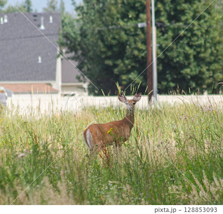Deer Standing in Tall Grass with Residential Background Deer Standing in Tall Grass with Residential Background 128853093