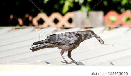 Crow Holding a little Mouse on a Rooftop Crow Holding a little Mouse on a Rooftop 128853096