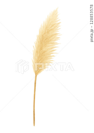 ススキの穂（一本）（PNG切り抜き） 128853578