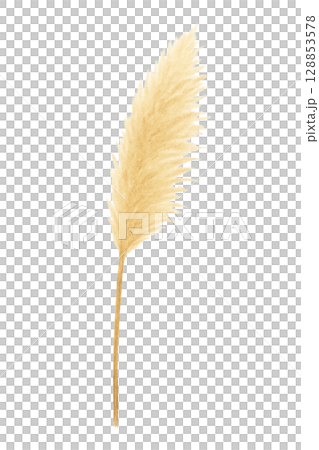 ススキの穂（一本）（PNG切り抜き） 128853578