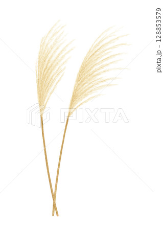ススキの穂（二本）（PNG切り抜き） 128853579