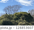 青空に映える 128853607