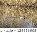 冬の池で餌を探すマガモ 128853608