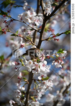 桜の枝にとまるスズメ 128854098
