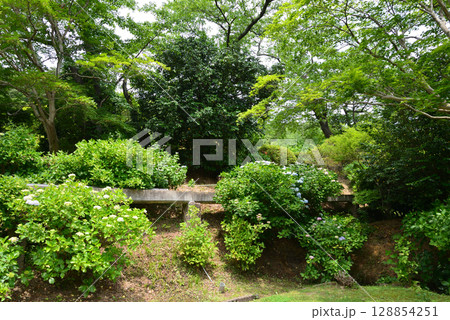 蛇の鼻　2025-6-21　＃29 128854251