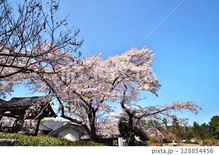 サクラ満開　寺院 128854456
