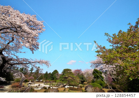 サクラ満開　寺院 128854457
