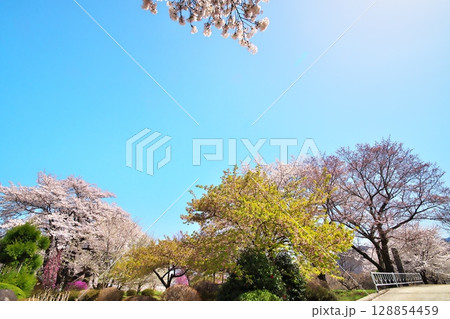 サクラ満開　寺院 128854459