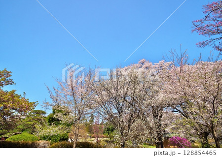 サクラ満開　寺院 128854465