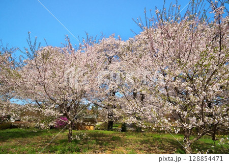 サクラ満開　寺院 128854471
