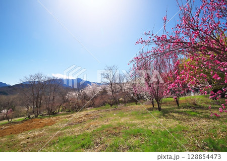 サクラ満開　寺院 128854473