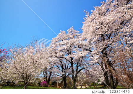 サクラ満開　寺院 128854476