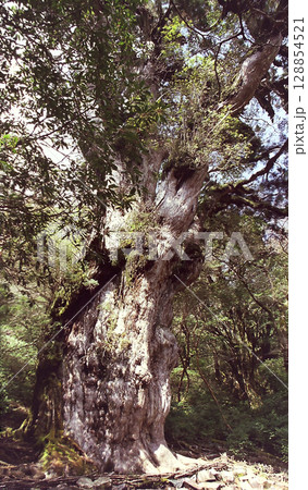 Jomon-sugi giant cedar / 屋久杉 ”縄文杉” の雄姿～屋久島登山道を歩く 128854521