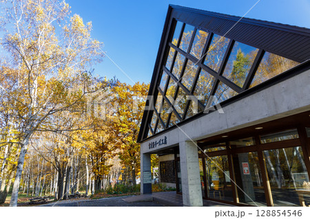 紅葉の色づいた白樺並木 紅葉の色づいた白樺並木 128854546