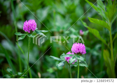 ムラサキツメクサ 128854572