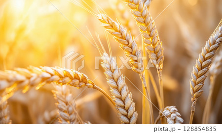 Close-up view of golden wheat ears glowing in sunlight at harvest time. Agricultural crop concept with warm natural tones. 128854835