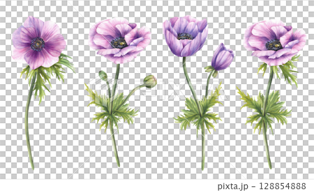 Anemone purple flowers with long stem, leaves and green, pink buds. Watercolor Hand painted realistic style for wedding invitations, greeting card, packaging, floral designs. Isolated from background 128854888