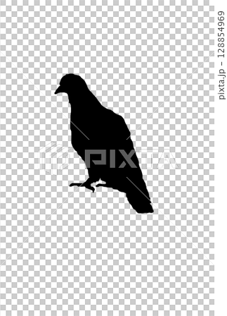 鳩のシルエット 128854969