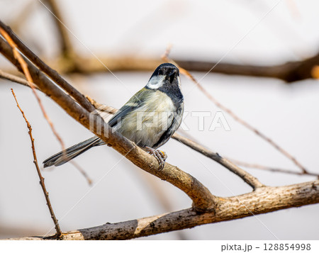 枝にとまるシジュウカラ 128854998