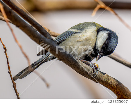 枝にとまるシジュウカラ 枝にとまるシジュウカラ 128855007