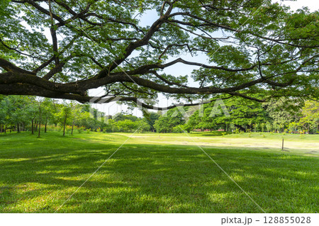 Green tree in a city park on a green lawn with grass. Sunny day with bright warm sunshine. Healthy lifestyle 128855028