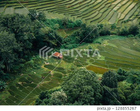 Aerial view of newly planted rice fields on Asian hills 128855267