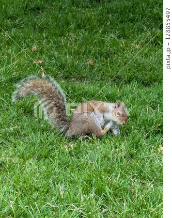 ハイイロリス 128855497