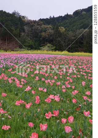 チュウリップのある風景 128855559