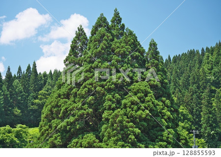 小杉の大杉 128855593