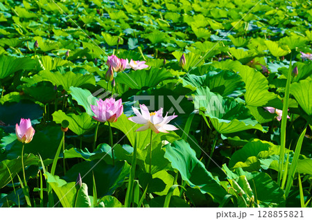 篠山城跡 南外堀 篠山城蓮 花 丹波篠山市 篠山城跡 南外堀 篠山城蓮 花 丹波篠山市 128855821