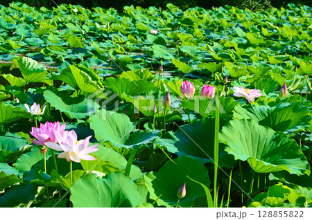 篠山城跡　南外堀　篠山城蓮　花　丹波篠山市 128855822