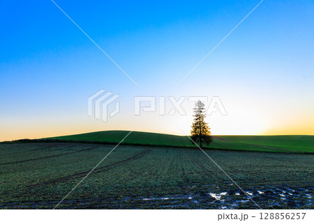 夕日に染まる美瑛のクリスマスツリーの丘 夕日に染まる美瑛のクリスマスツリーの丘 128856257