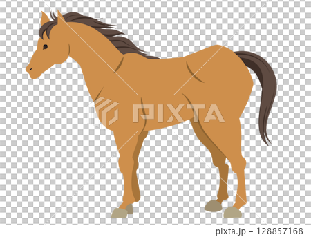 Illustration of a standing horse 128857168