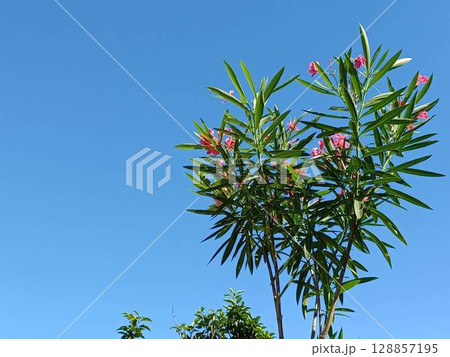 夾竹桃と夏の空 128857195