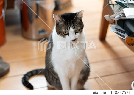 座っている猫　キジトラ白 128857571