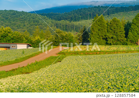(群馬県)嬬恋村のキャベツ畑 (群馬県)嬬恋村のキャベツ畑 128857584