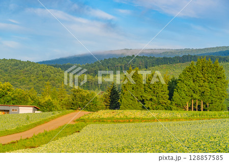 (群馬県)嬬恋村のキャベツ畑 (群馬県)嬬恋村のキャベツ畑 128857585
