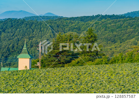 （群馬県）嬬恋村のキャベツ畑 128857587
