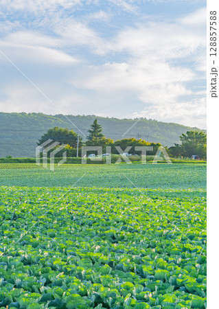 （群馬県）嬬恋村のキャベツ畑 128857588