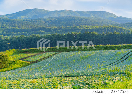 （群馬県）嬬恋村のキャベツ畑 128857589