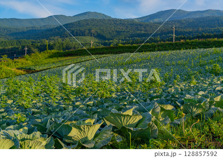 （群馬県）嬬恋村のキャベツ畑 128857592