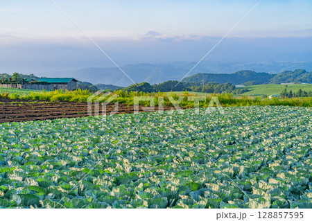 (群馬県)嬬恋村のキャベツ畑 (群馬県)嬬恋村のキャベツ畑 128857595