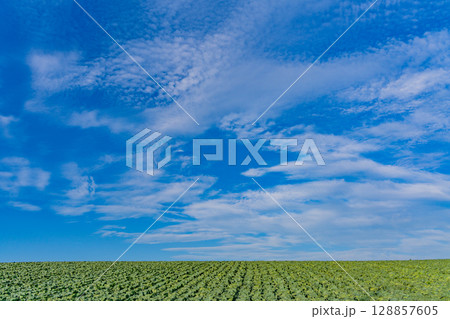 （群馬県）嬬恋村のキャベツ畑 128857605