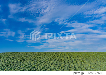 (群馬県)嬬恋村のキャベツ畑 (群馬県)嬬恋村のキャベツ畑 128857606