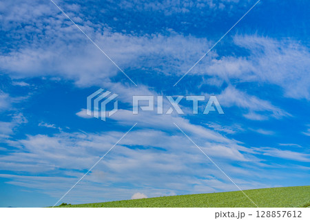 （群馬県）嬬恋村のキャベツ畑 128857612