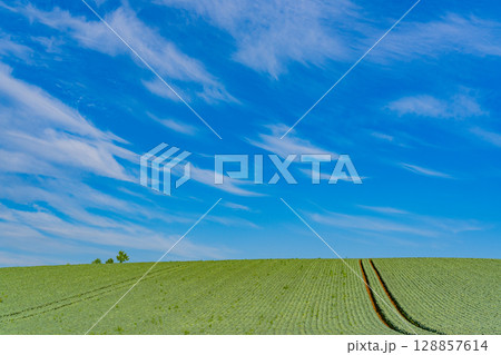 (群馬県)嬬恋村のキャベツ畑 (群馬県)嬬恋村のキャベツ畑 128857614