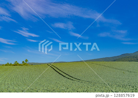 (群馬県)嬬恋村のキャベツ畑 (群馬県)嬬恋村のキャベツ畑 128857619