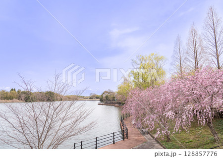 三重県四日市市　春の北勢中央公園　散策に楽しめる桜と池とウッドデッキ 128857776
