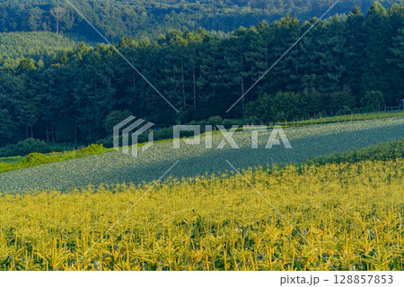 （群馬県）嬬恋村のトウモロコシ畑 128857853