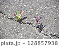 アスファルトの割れ目で生き抜くぜ 128857938